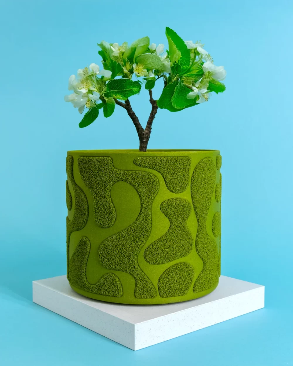 Saksija Za Biljke - Savršen Izbor Za Tvoj Dom I Vrt