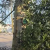 Unikatna Kućica za Ptice / Praktični i Lijepi Dizajni